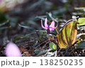里山に春をつげるカタクリの花が咲いた 138250235