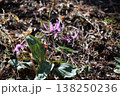 里山に春をつげるカタクリの花が咲いた 138250236