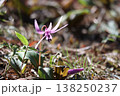 里山に春をつげるカタクリの花が咲いた 138250237