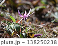 里山に春をつげるカタクリの花が咲いた 138250238
