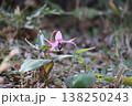 春の訪れを告げるカタクリの花 138250243