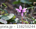 春の訪れを告げるカタクリの花 138250244