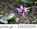 春の訪れを告げるカタクリの花 138250245