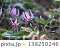 春の訪れを告げるカタクリの花 138250246
