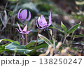 春の訪れを告げるカタクリの花 138250247