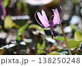 春の訪れを告げるカタクリの花 138250248
