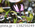 春の訪れを告げるカタクリの花 138250249