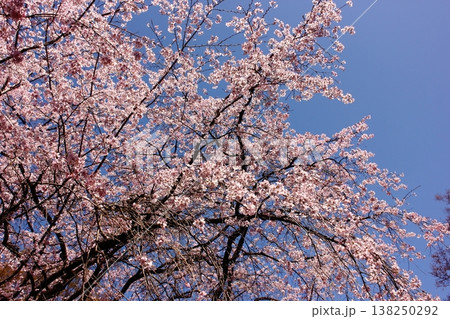3月下旬になって見事に満開になった六義園のシダレザクラ（2） 138250292