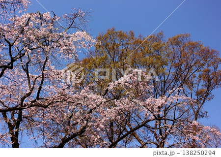 3月下旬になって見事に満開になった六義園のシダレザクラ（4） 138250294
