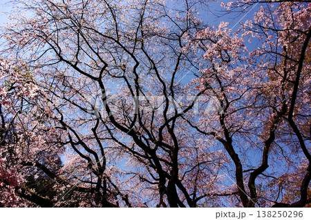 3月下旬になって見事に満開になった六義園のシダレザクラ(6) 3月下旬になって見事に満開になった六義園のシダレザクラ(6) 138250296