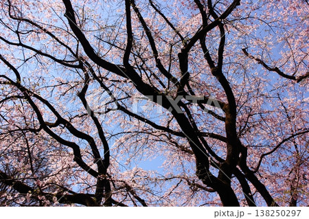 3月下旬になって見事に満開になった六義園のシダレザクラ(7) 3月下旬になって見事に満開になった六義園のシダレザクラ(7) 138250297
