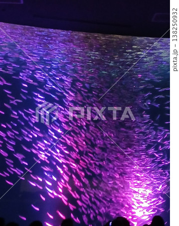 日本の水族館で泳ぐイワシの群れ｜紫の光が幻想的な海中展示 138250932