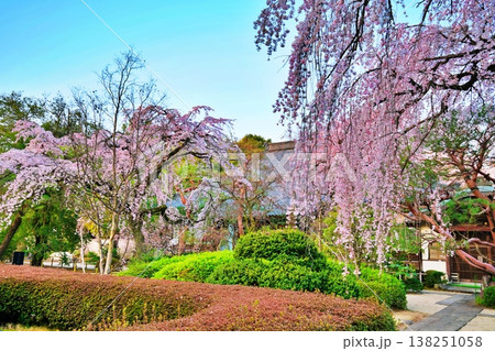 中院のしだれ桜 (埼玉県川越市) 中院のしだれ桜 (埼玉県川越市) 138251058