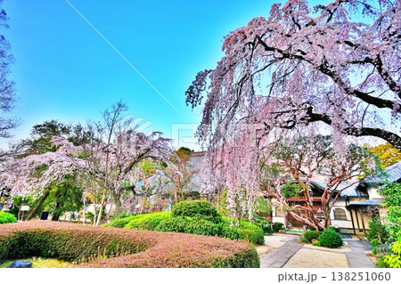 中院のしだれ桜　（埼玉県川越市） 138251060