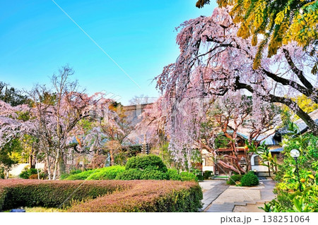 中院のしだれ桜 (埼玉県川越市) 中院のしだれ桜 (埼玉県川越市) 138251064