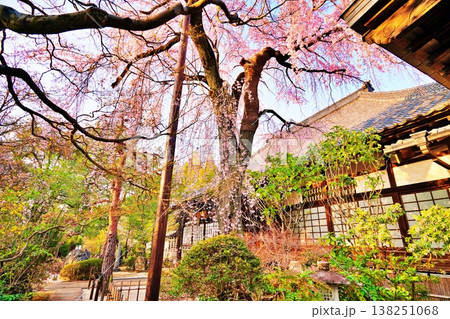 中院のしだれ桜 (埼玉県川越市) 中院のしだれ桜 (埼玉県川越市) 138251068
