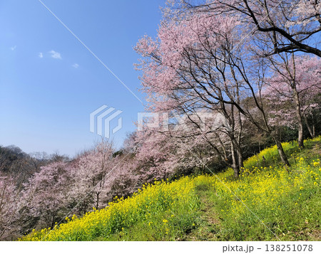 桜と菜の花が咲く道 138251078