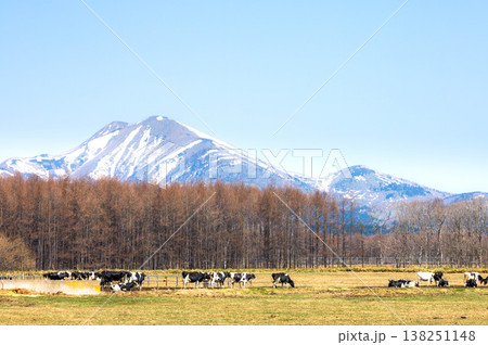 早春の北海道中標津町で見た武佐岳と牛がのんびり草を食べる風景 138251148