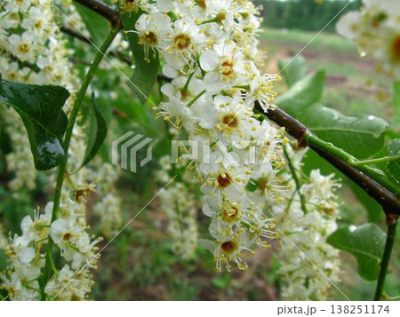 Chokecherry Blossoms After Summer Rain 138251174