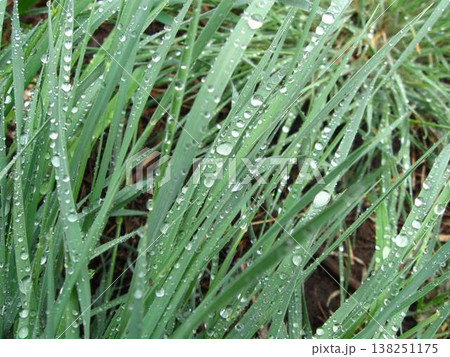 Raindrops Weighing Down The Grasses Raindrops Weighing Down The Grasses 138251175