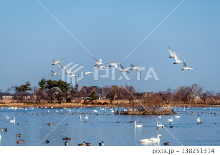 【新潟県瓢湖】越冬地で力強く飛ぶ白鳥の群れ 【新潟県瓢湖】越冬地で力強く飛ぶ白鳥の群れ 138251314