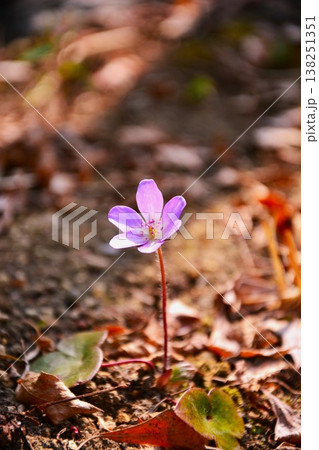 紫色の雪割草の花 138251351