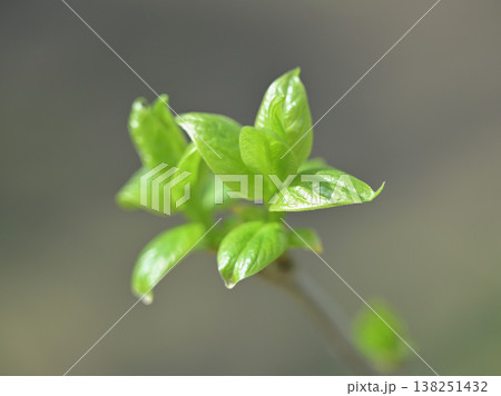蝋梅の新芽　光に輝く若葉とシンプル背景　春の芽吹きと爽やかなグリーン素材 138251432