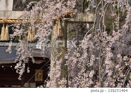 大石神社 春の大石桜(京都市山科区) 大石神社 春の大石桜(京都市山科区) 138251464