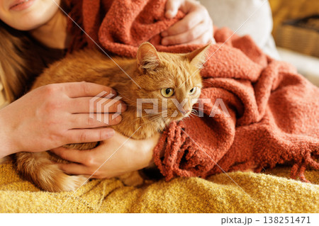 Close up of ginger cat held on lap and gently stroked by owner indoors. Ideal for pet care advertising and emotional bonding campaigns. Close up of ginger cat held on lap and gently stroked by owner indoors. Ideal for pet care advertising and emotional bonding campaigns. 138251471