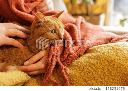 Close up of ginger cat resting on lap under blanket while being gently petted indoors. Ideal for pet care advertising and emotional bonding campaigns. Close up of ginger cat resting on lap under blanket while being gently petted indoors. Ideal for pet care advertising and emotional bonding campaigns. 138251476