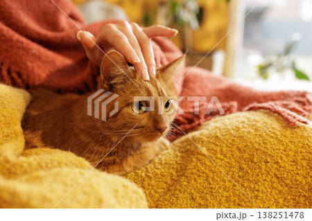 Close up of ginger cat resting on lap under blanket while owner gently strokes head. Ideal for pet care advertising, comfort lifestyle, and emotional bonding concepts. 138251478