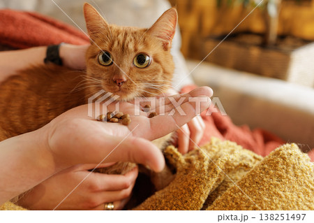 Close up of ginger cat eating dry pet food from owner hand indoors. Ideal for pet food advertising and pet care service promotion. Close up of ginger cat eating dry pet food from owner hand indoors. Ideal for pet food advertising and pet care service promotion. 138251497