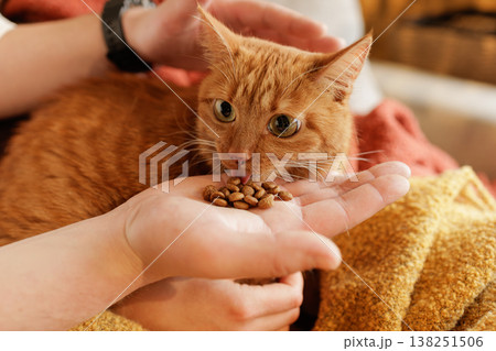 Close up of ginger cat eating dry pet food from owner hand indoors. Ideal for pet food advertising and pet care product promotion. Close up of ginger cat eating dry pet food from owner hand indoors. Ideal for pet food advertising and pet care product promotion. 138251506