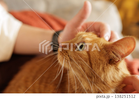 Close up of ginger cat being stroked by hand indoors. Ideal for pet care advertising and animal welfare communication. Close up of ginger cat being stroked by hand indoors. Ideal for pet care advertising and animal welfare communication. 138251512