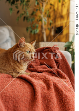 Ginger cat lying on textured red blanket on sofa in home interior. Ideal for pet lifestyle advertising, cozy living concepts, and domestic comfort visuals. 138251517