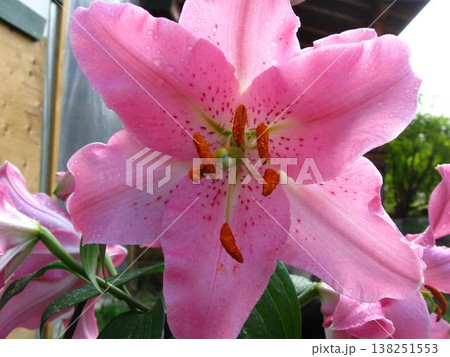 Fragrant And Boldly Beautiful Oriental Lily Fragrant And Boldly Beautiful Oriental Lily 138251553