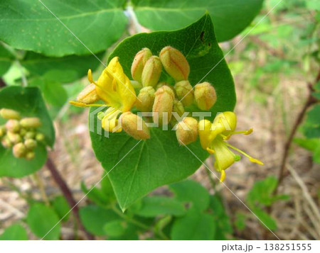 Twining Honeysuckle In The Boreal Forest 138251555