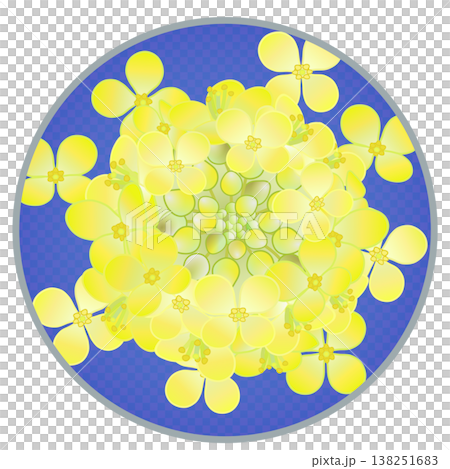 円形背景のついた菜の花イラスト 円形背景のついた菜の花イラスト 138251683