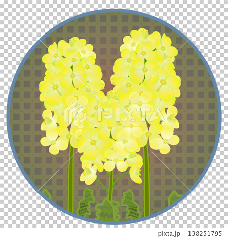 圓形背景的油菜花插圖 圓形背景的油菜花插圖 138251795