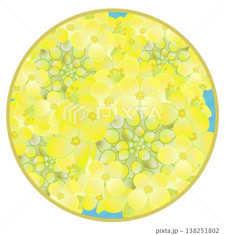 円形背景のついた菜の花イラスト 円形背景のついた菜の花イラスト 138251802