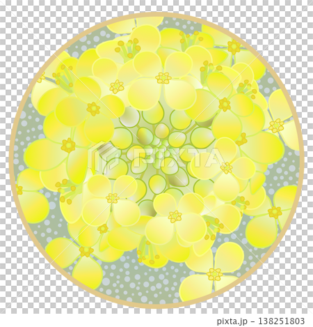 圓形背景的油菜花插圖 138251803