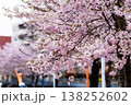 桜 138252602