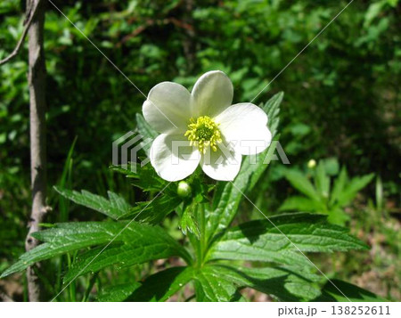 Canada Anemone, A Boreal Forest Wildflower Canada Anemone, A Boreal Forest Wildflower 138252611
