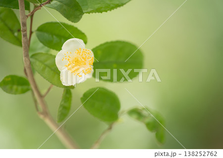 秋にひっそりと咲く白い花弁のお茶の花 秋にひっそりと咲く白い花弁のお茶の花 138252762