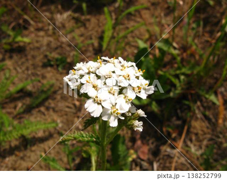 Wild Yarrow In A Dry Place Wild Yarrow In A Dry Place 138252799