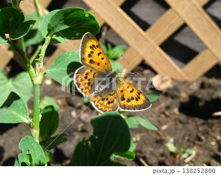 Purplish Copper Sunning Its Wings 138252800