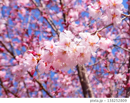 上田城跡公園の桜 上田城跡公園の桜 138252809