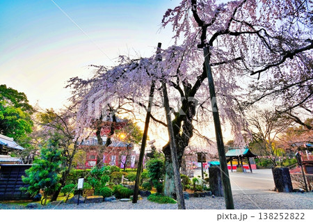 早朝の喜多院 しだれ桜 (埼玉県川越市) 早朝の喜多院 しだれ桜 (埼玉県川越市) 138252822