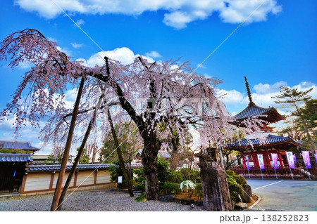 喜多院のしだれ桜　（埼玉県川越市） 138252823