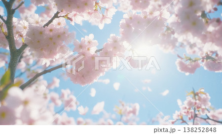 青空に映える満開の桜と降り注ぐ太陽光の背景素材 138252848